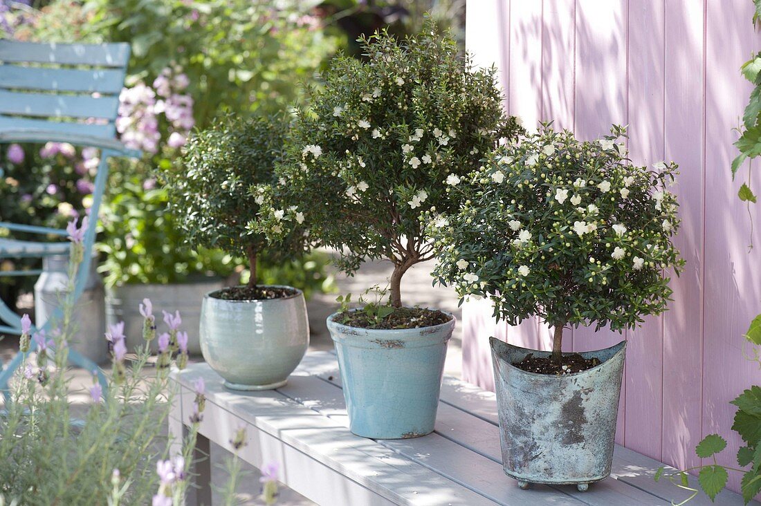 Myrtus communis (Brautmyrte), blühende Stämmchen in türkisen Töpfen