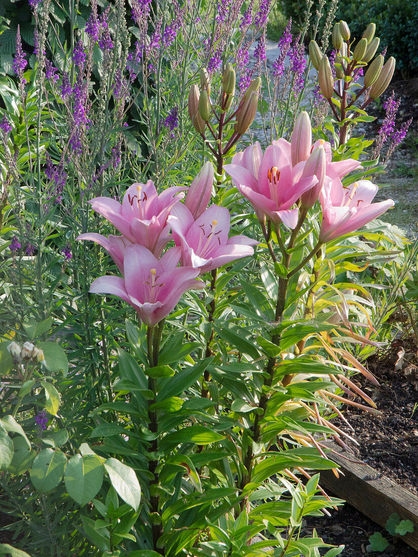 Lilium asiaticum 'Tiny Icon' (Asiatische Lilien)