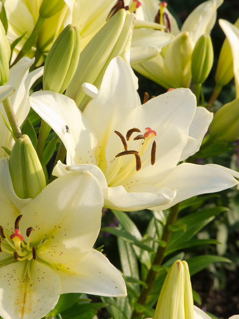 Lilium asiaticum 'Alaska' (Asiatic lilies)