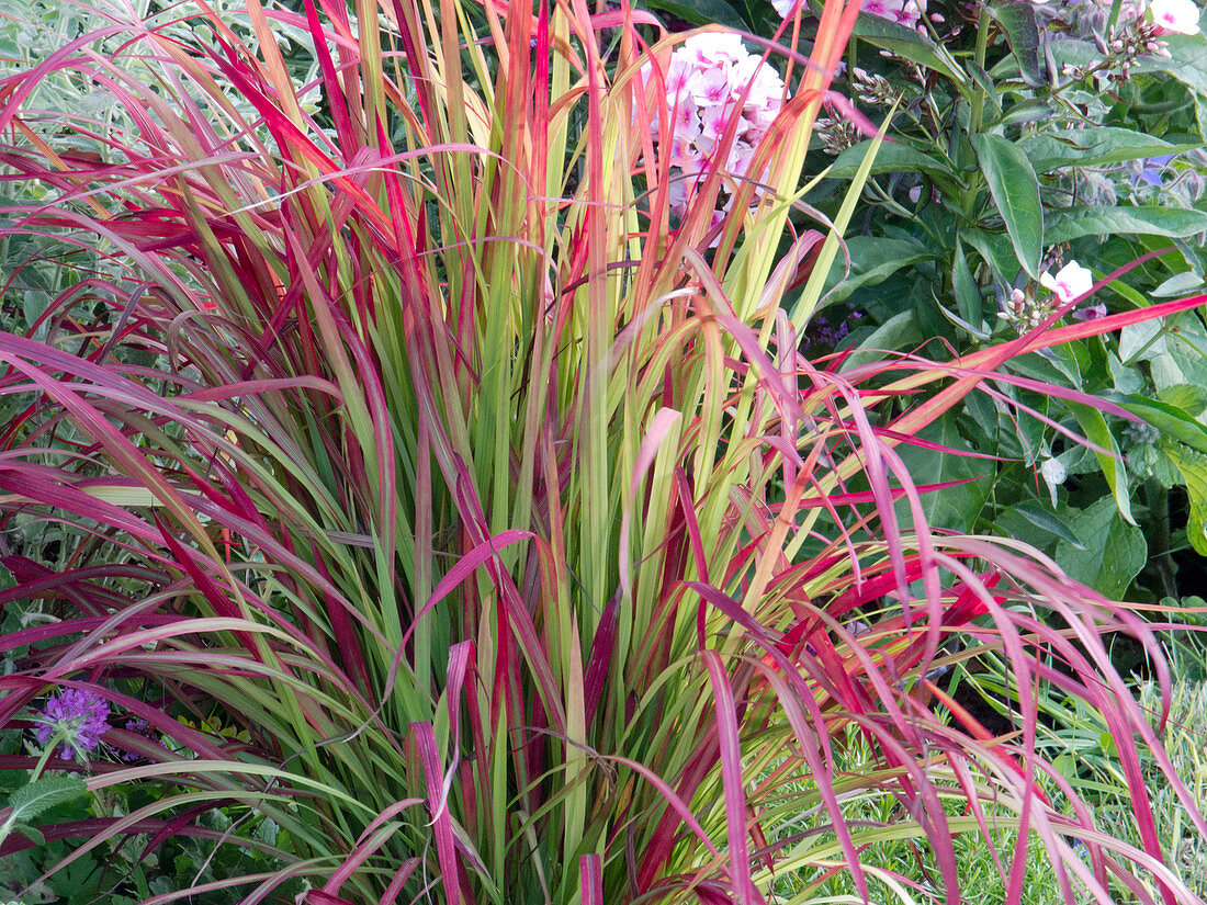 Imperata cylindrica 'Red Baron' (Japanese red grass)