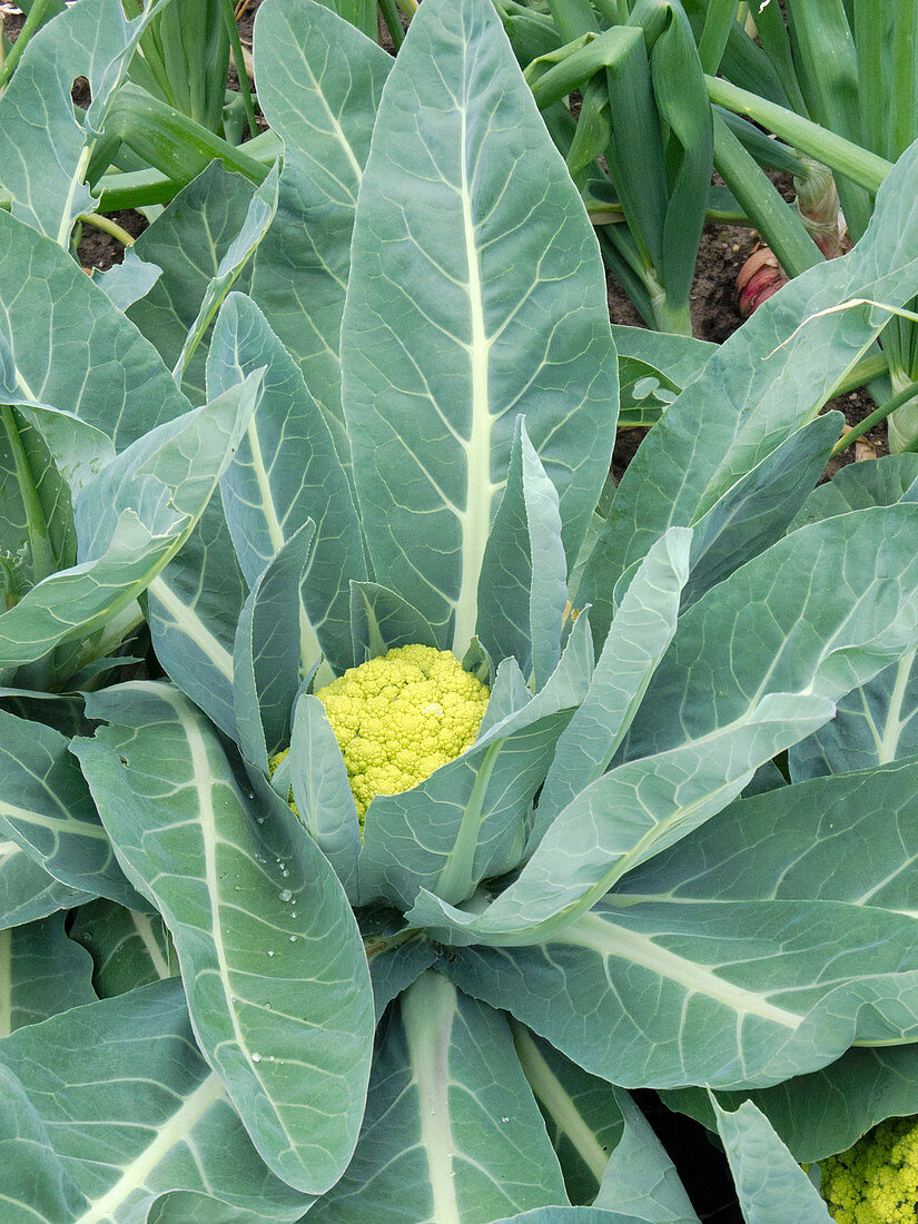 Mini cauliflower 'Vitaverde' (Brassica oleracea)