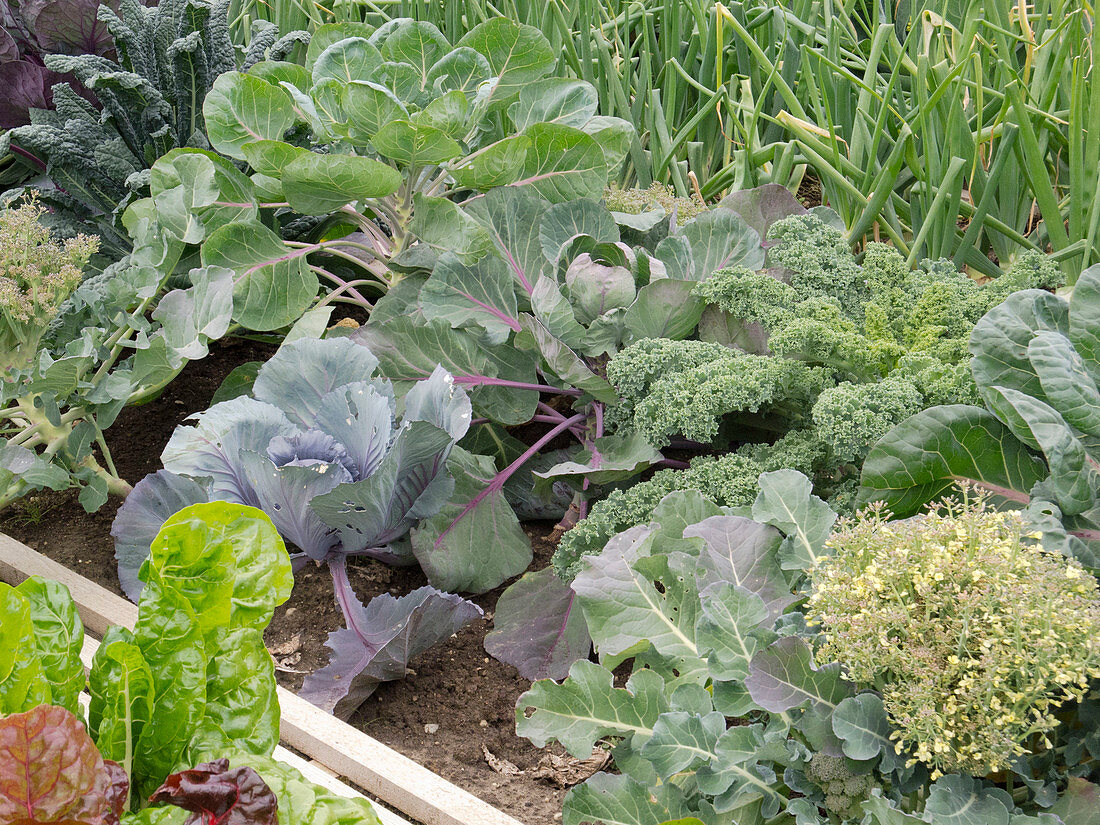 Various cabbage varieties in beds