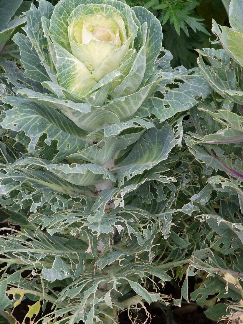 Zierkohl (Brassica oleracea), äußere Blätter von Raupen zerfressen