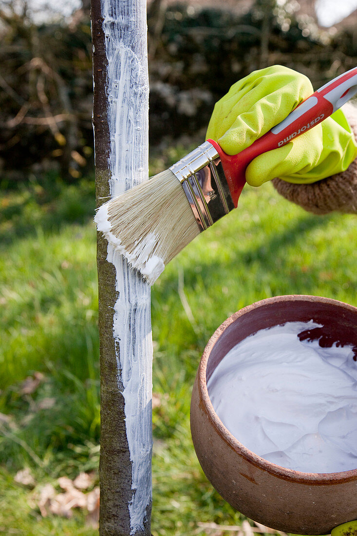 Painting the bark of trees with lime to protect them from frost cracks
