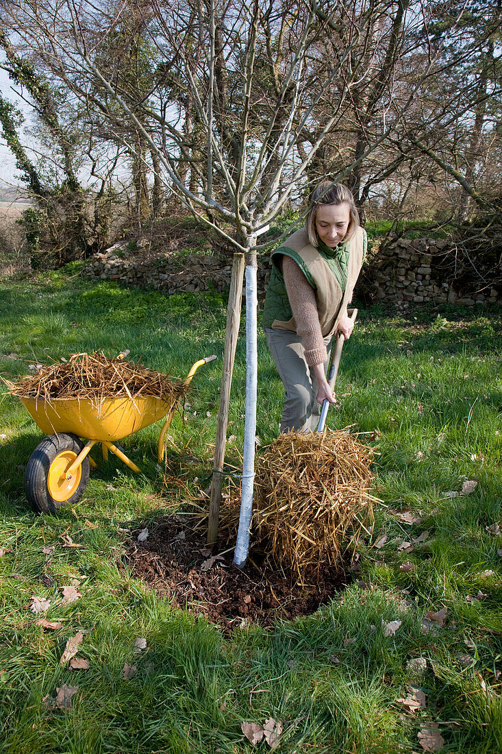 Mulching tree pulp with straw