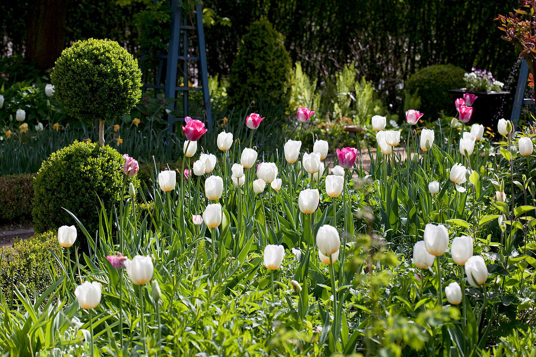 Tulipa 'Inzell', 'Mata Hari' (tulips), Buxus (box) - topiary double sphere