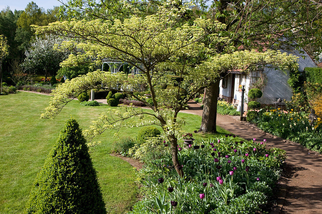 Cornus alternifolia 'Argentea' (Dogwood) in a bed with Tulipa 'Queen of the Night' 'Purple Flag' (Tulips), Buxus (Boxwood - Cone), Lawn