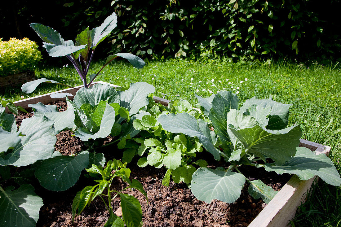 Square bed with vegetable plants: Cauliflower, red cabbage (Brassica), radish (Raphanus), pepper (Capsicum)