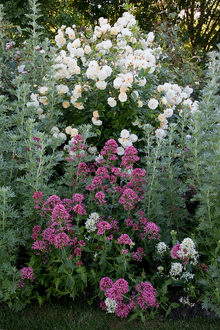 Artemisia absinthium 'Lambrook Silver' (rue), Centranthus ruber (spurge), Rosa 'Ghislaine de Feligonde' 'Alchemist' (climbing roses), repeat flowering, fragrant
