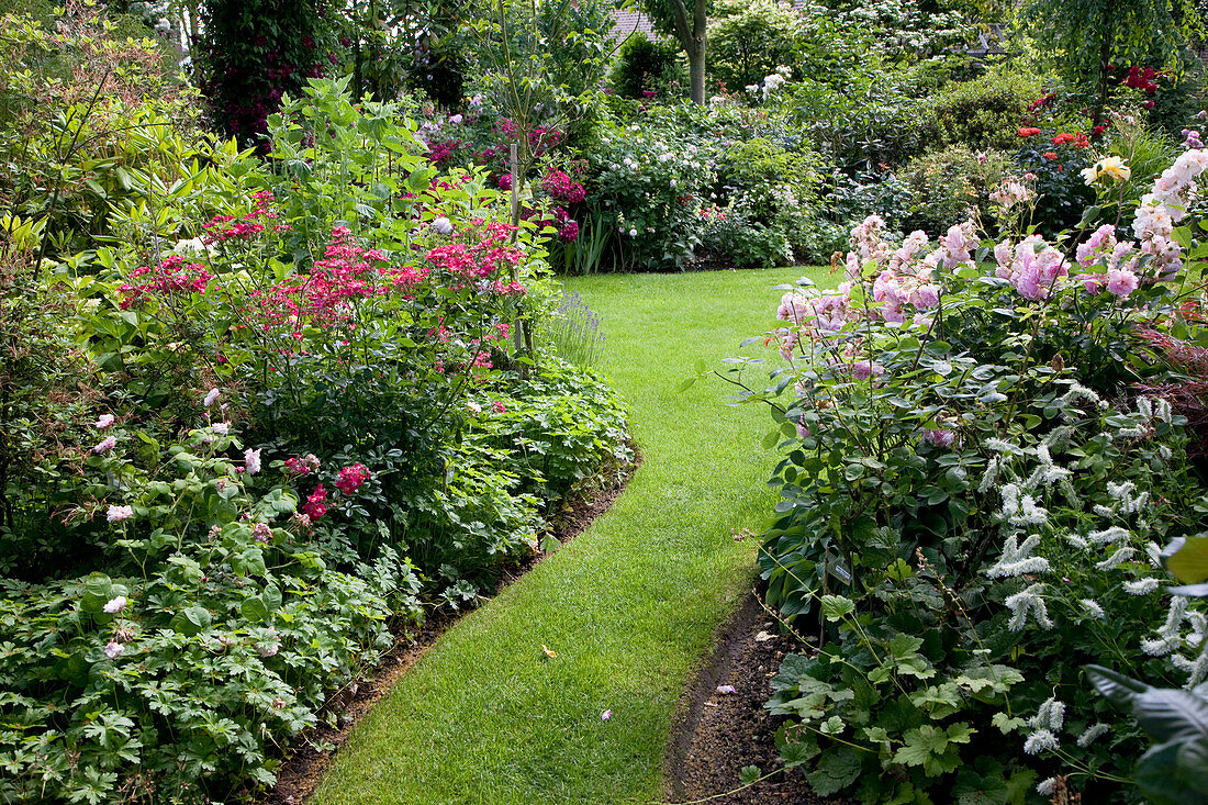Garten mit Rosen und Stauden: Rosa 'Paganini' (Kleinstrauchrose), ungefüllt, rot öfterblühend, Beet eingefaßt mit Geranium (Storchschnabel), rechts Cimicifuga (Silberkerze)