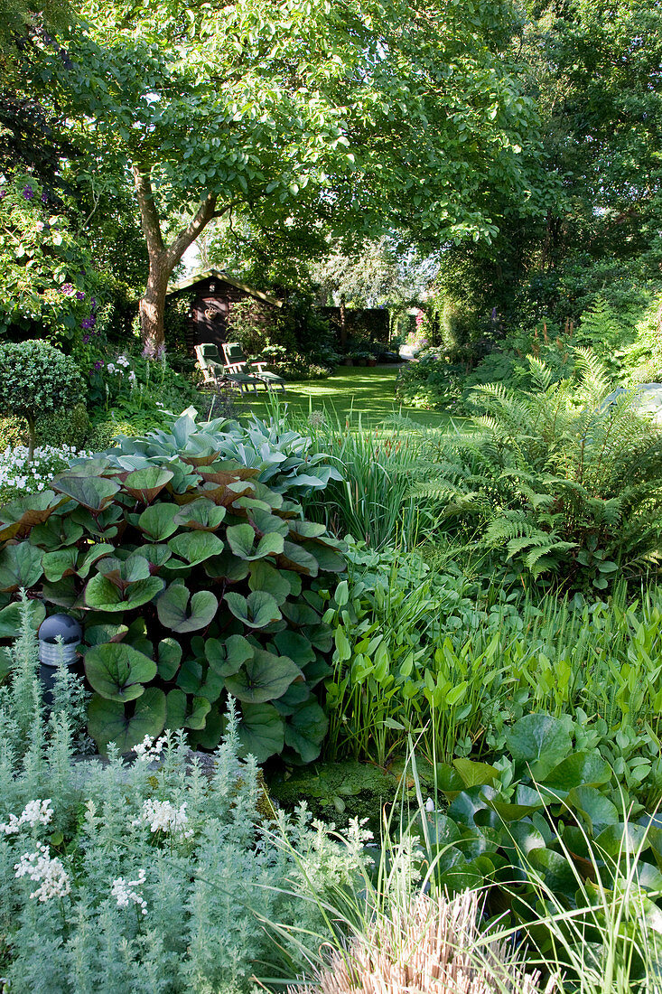 Nymphaea (Seerosen), Pontederia cordata (Hechtkraut), Polystichum (Schildfarn), Ligularia (Greiskraut), Blick auf Rasenfläche mit Liegestühlen unterm Baum, Gartenhaus