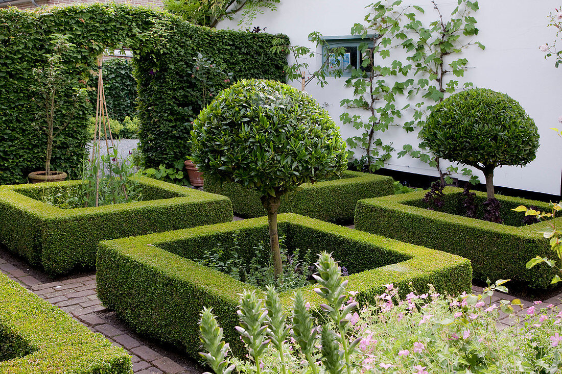 Square beds bordered with Buxus (box - hedges), Prunus laurocerasus (cherry laurel) - stem topiary, hedge of Carpinus betulus (hornbeam, hornbeam) with passage at the back, Vitis vinifera (vine) - at the house wall