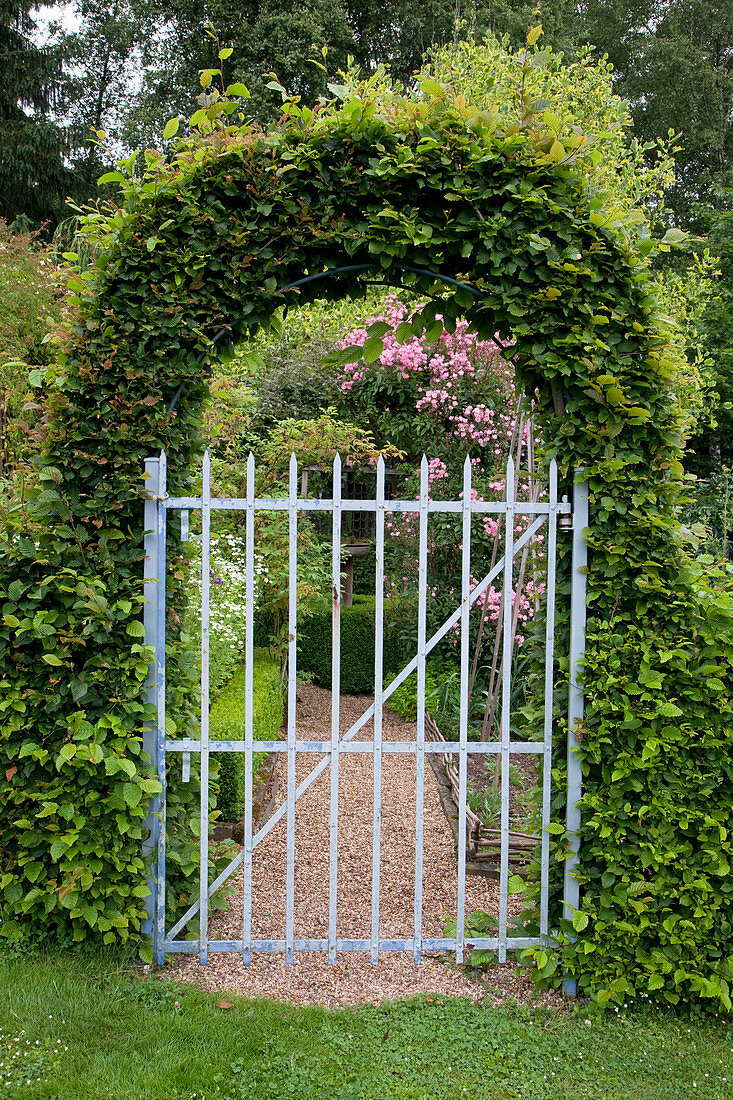 Archway made of Carpinus betulus (hornbeam, hornbeam) with metal garden gate, view into the garden