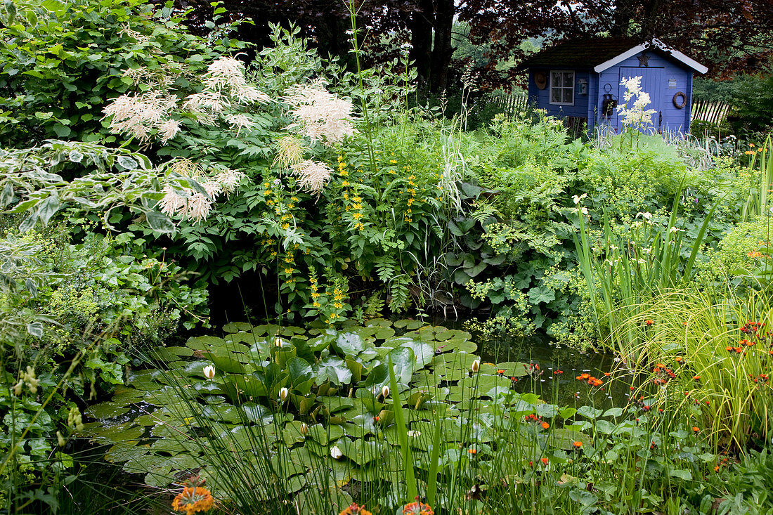 Small pond with Nymphaea (water lilies), perennials on the bank: Aruncus dioicus (honeysuckle), Lysimachia punctata (golden fielddress), Alchemilla (lady's mantle), blue garden house in the background