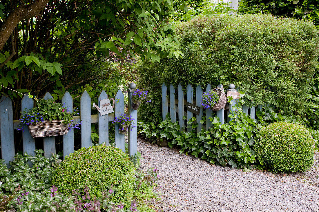 Entrance to the garden: Buxus (boxwood balls), Hedera (ivy), Lamium (deadnettle), Spiraea (spirea), wooden fence decorated with summer flowers in baskets and cups, signs