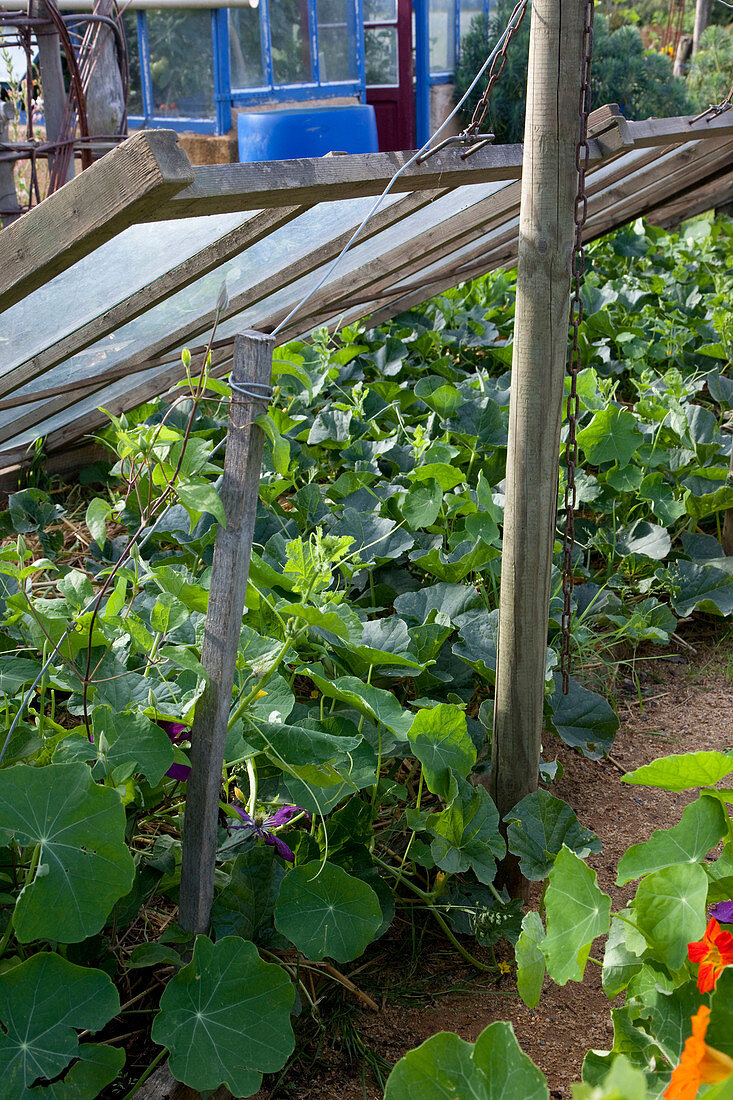 Melons (Cucumis melo) and Tropaeolum (Nasturtium) growing in cold frame with raised windows as canopy