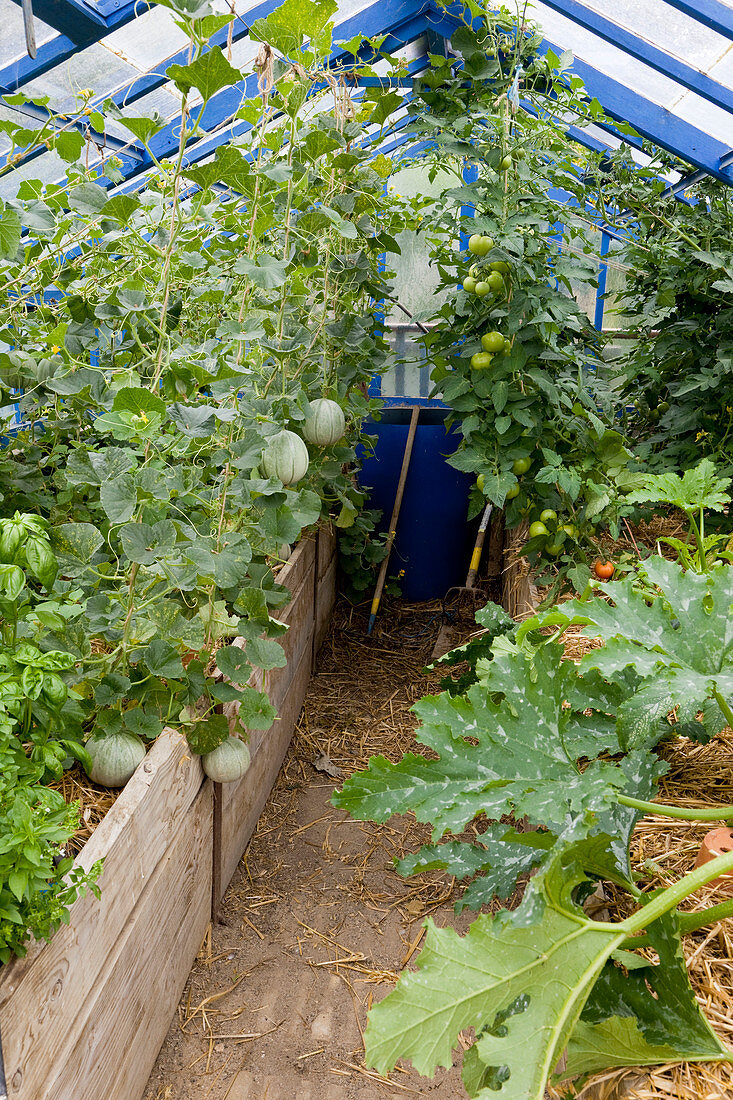 Greenhouse with raised bed: sugar melons mulched with straw, Carentais melons (Cucumis melo), tomatoes (Lycopersicon) and courgettes (Cucurbita pepo)