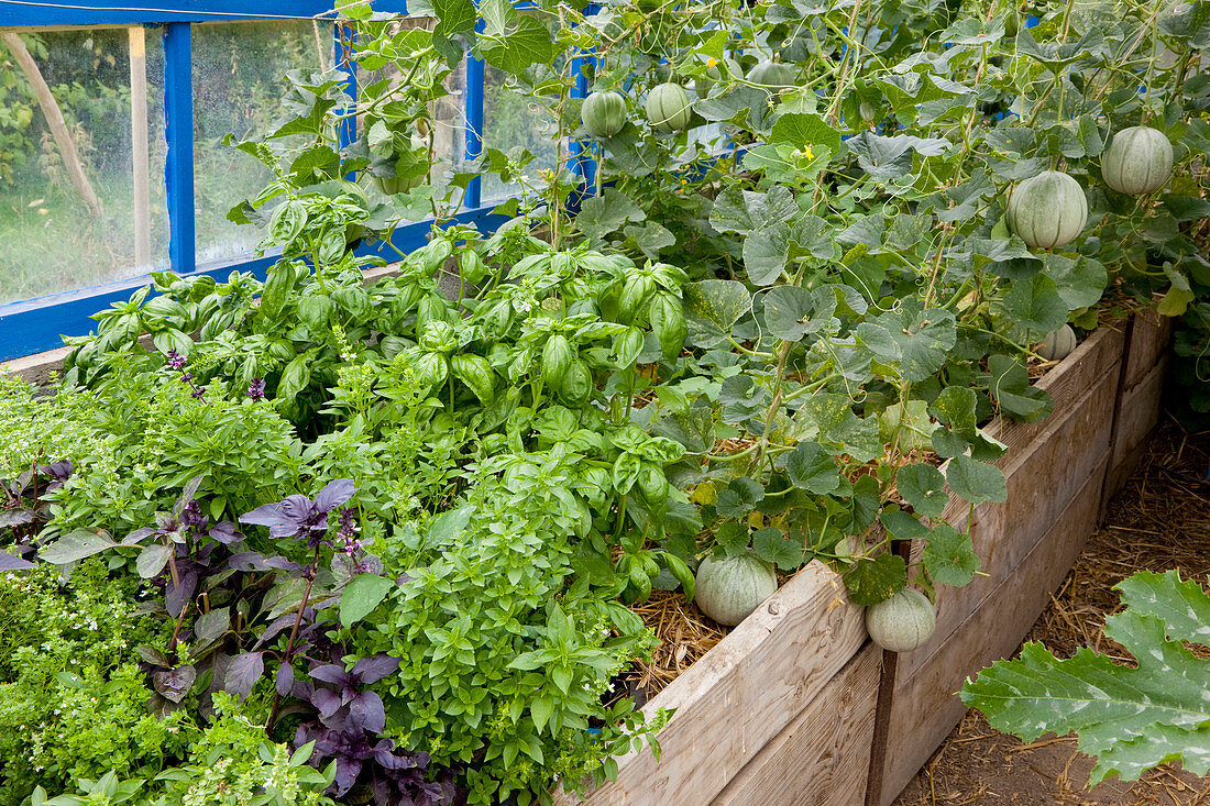 Greenhouse with raised bed: various basil varieties (Ocimum basilicum) and sugar melons mulched with straw, Carentais melons (Cucumis melo)