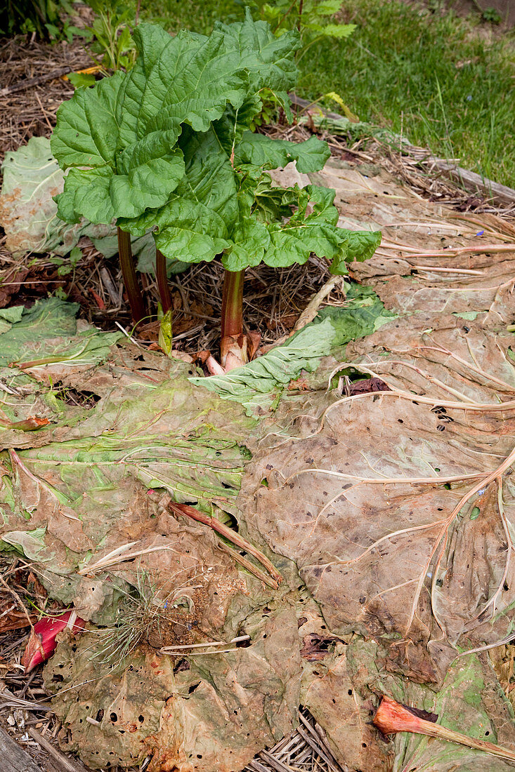 Rhubarb (Rheum rhabarbarum) mulch with the cut leaves after harvesting