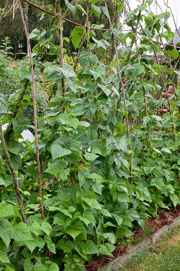 Stangenbohnen (Phaseolus) an Bohnenstangen im Bauerngarten