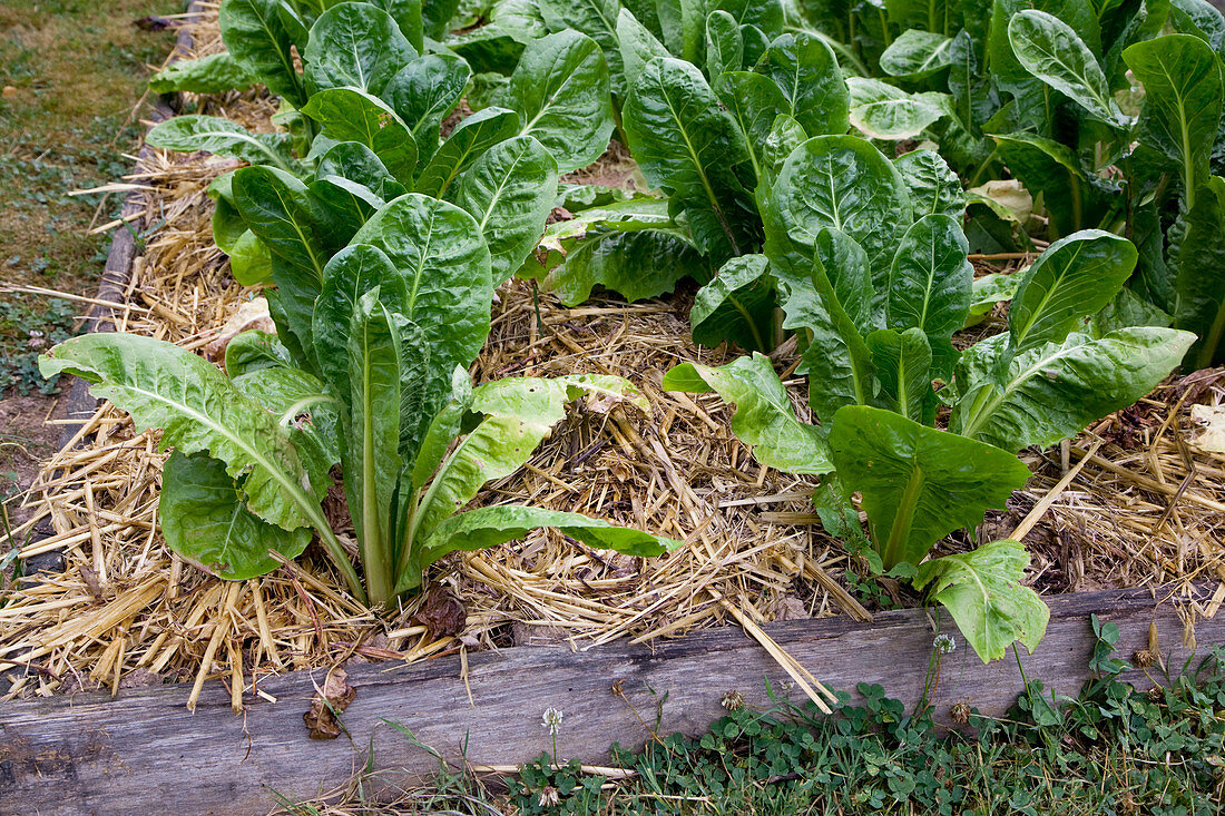 Romana-Salat, Römersalat, Bindesalat (Lactuca sativa var longifolia) mit Stroh gemulcht im Gemüsebeet