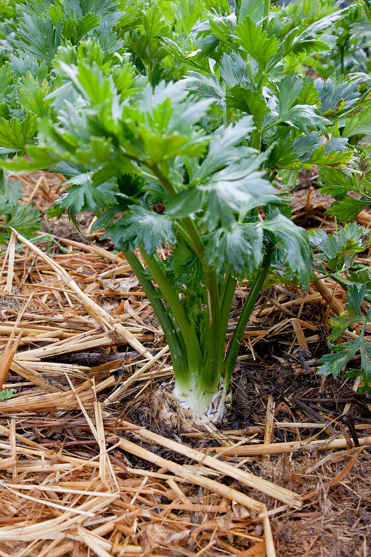 Knollensellerie (Apium graveolens var rapaceum) mit Stroh gemulcht im Gemüsebeet