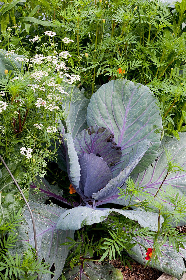 Rotkohl (Brassica oleracea) zwischen Tagetes (Studentenblumen) und Koriander (Coriandrum sativum) im Bauerngarten