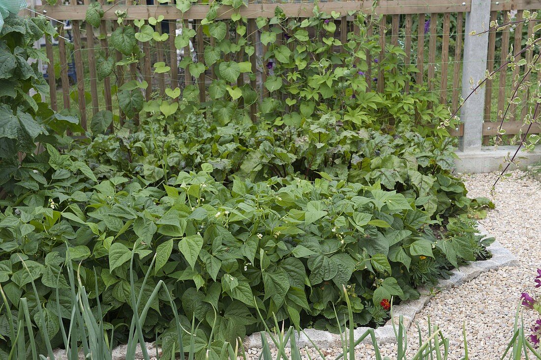 Farm garden with Hanichel fence