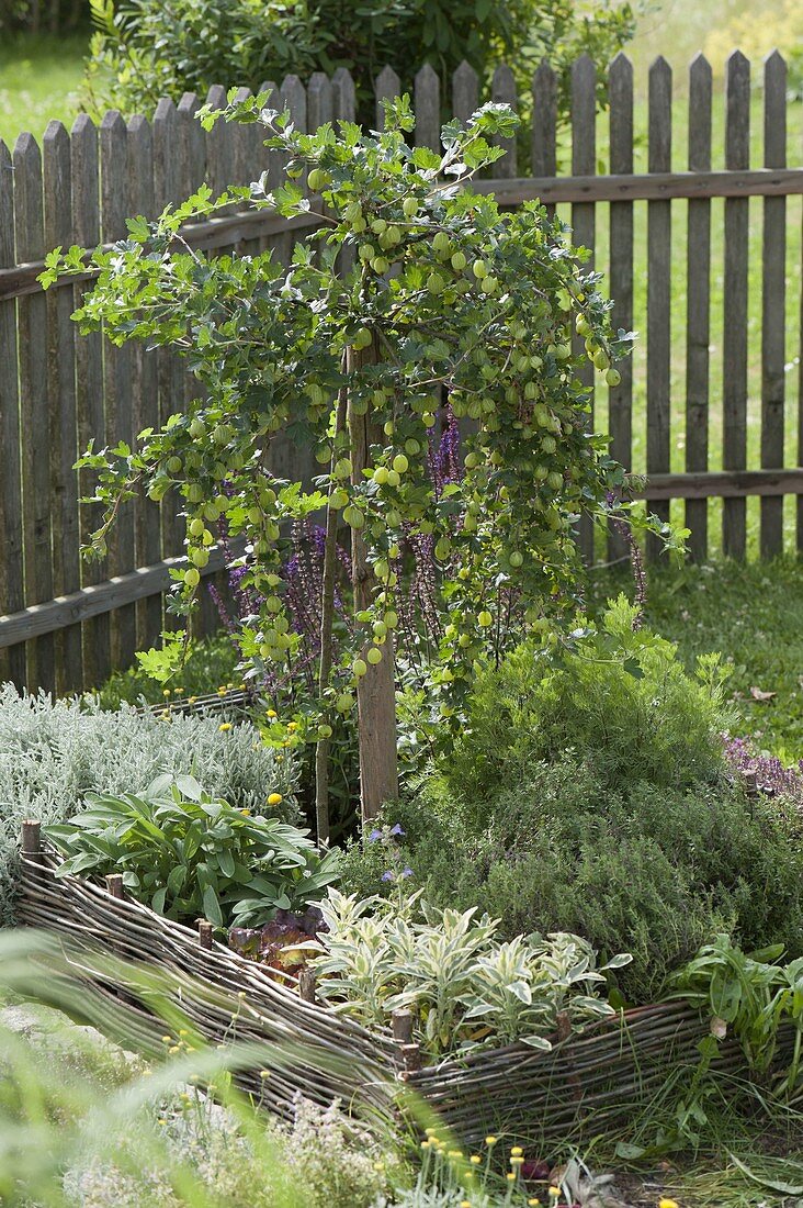 Gooseberry 'Hinnonmäki' (Ribes uva-crispa) in herb bed