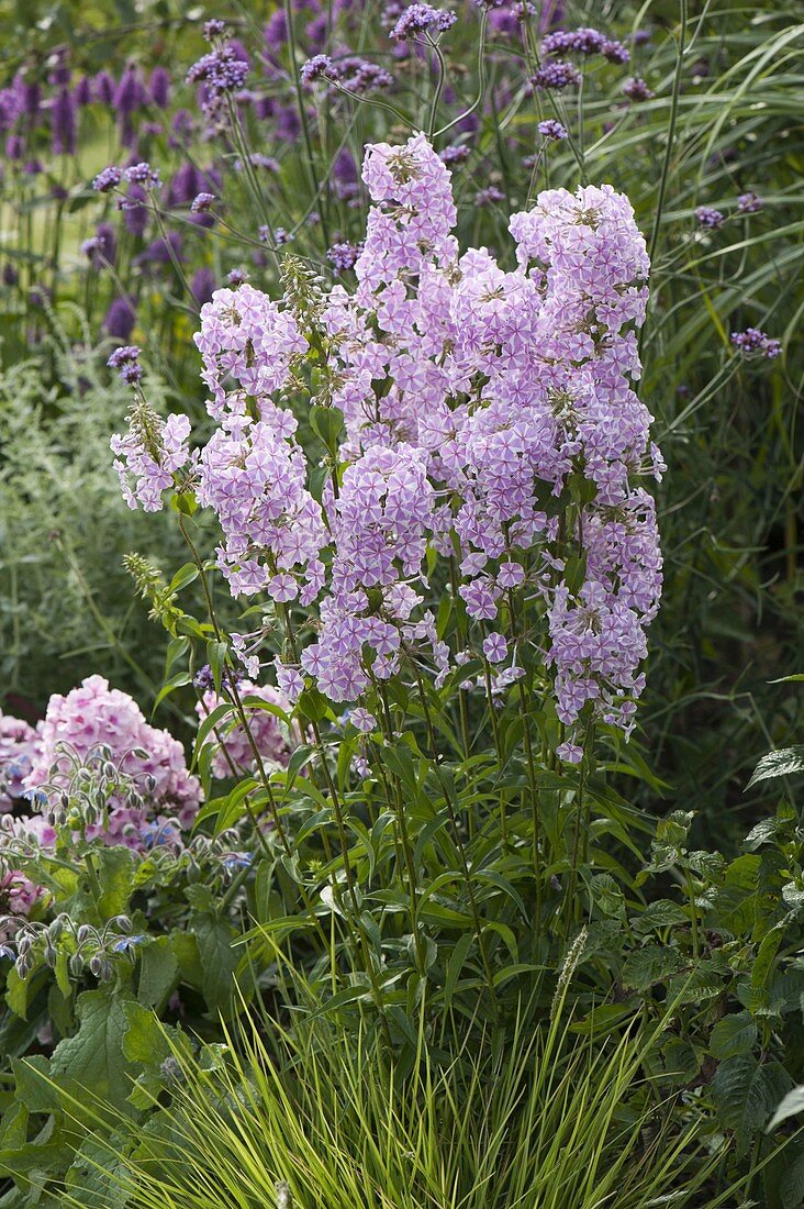 Phlox maculata 'Natascha' (meadow phlox)