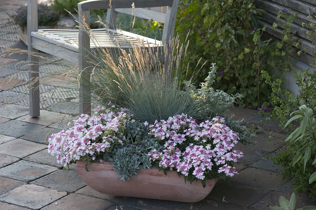 Verbena Lanai 'Pink Twister' (Verbena)