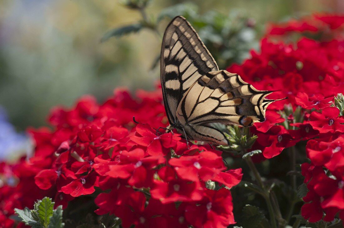 Swallowtail (Papilio machaon) on Verbena 'Lanai Red' (Verbena)