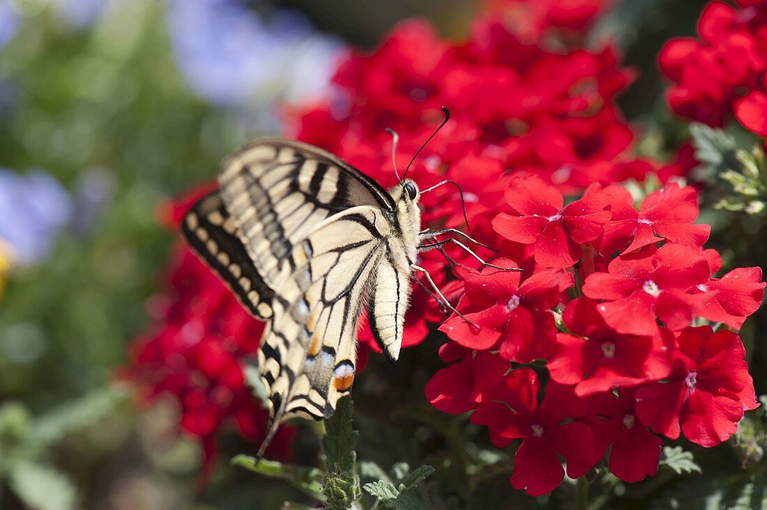 Swallowtail (Papilio machaon) on Verbena 'Lanai Red' (Verbena)