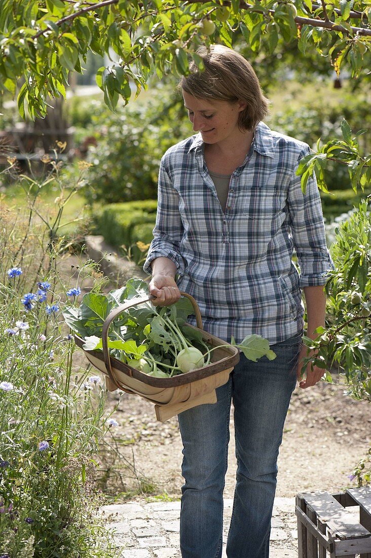 Frau erntet Kohlrabi