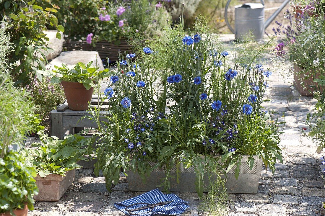 Summer flowers and herbs in a metal box