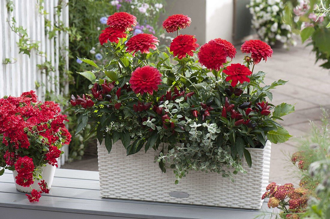 Lechuza box with Dahlia (dahlias), Capsicum 'Feuerküsschen' (chilli)