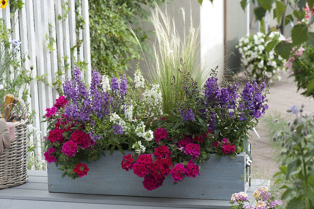 Gray wooden box with Verbena Estrella 'Merlot' (verbena), Angelonia