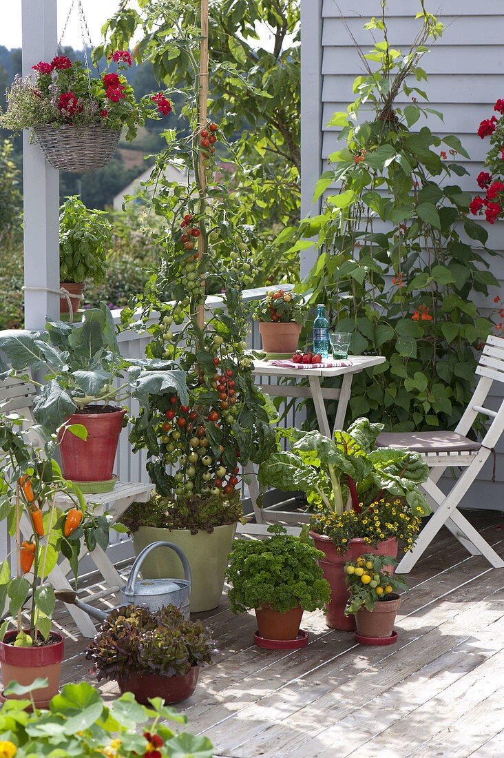 Naschbalkon mit Cocktail - Tomate (Lycopersicon)