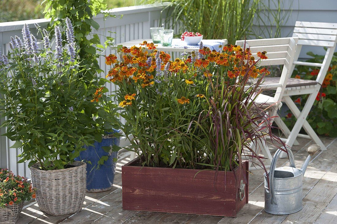 Helenium Hybride 'Waltraud' (Sonnenbraut), Agastache (Duftnessel)