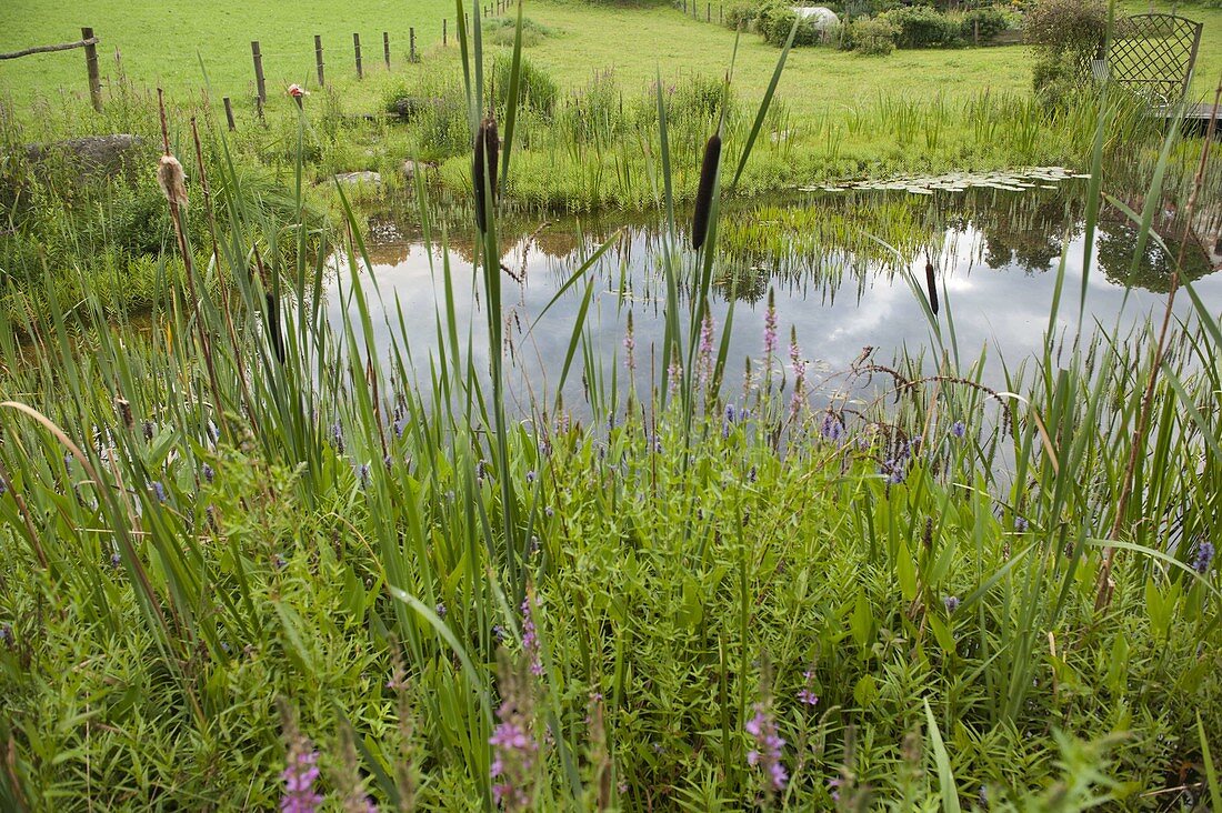 Natural pond with Typha (cattail), Pontederia (pikeweed), Hippuris