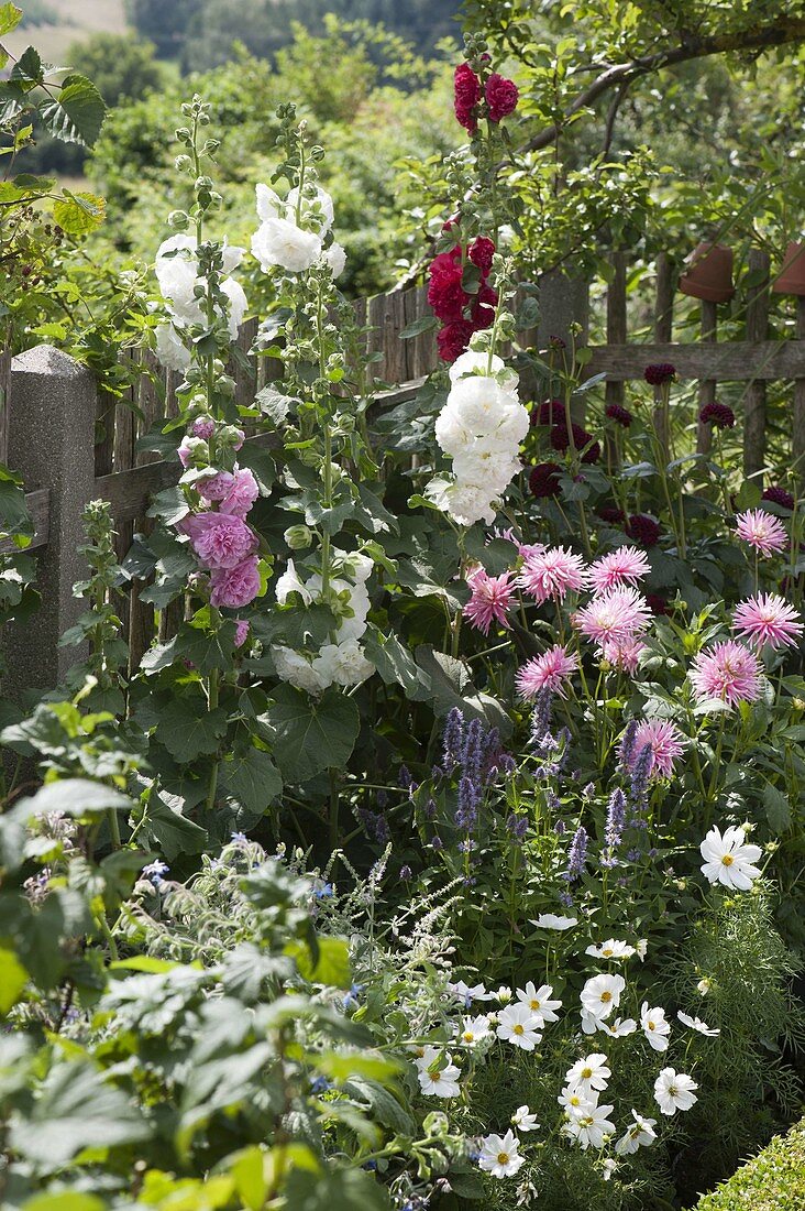 Alcea Charters 'Pink' 'Red' 'White' (Stockrosen), Dahlia (Kaktus-Dahlie)