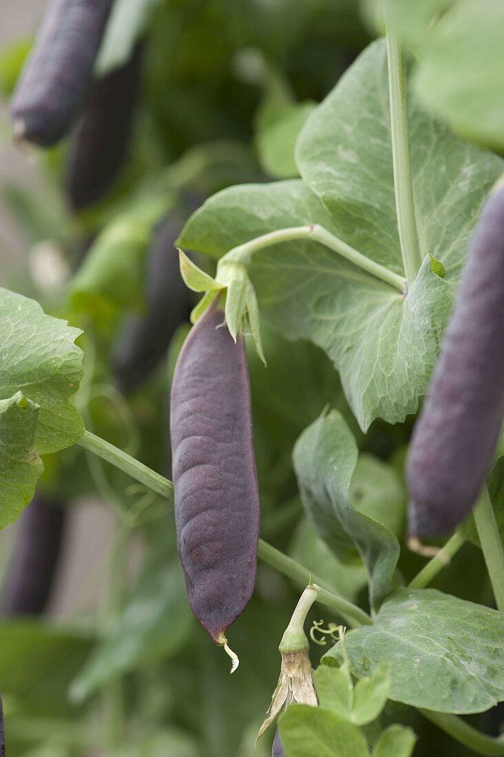 Capuchin pea 'Blauschokkers' in a wooden pot on the terrace