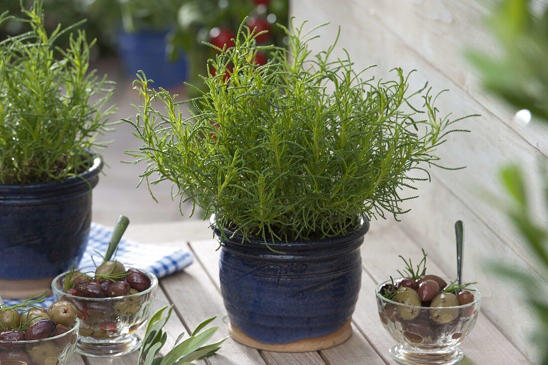 Olive herb can be used as herbs