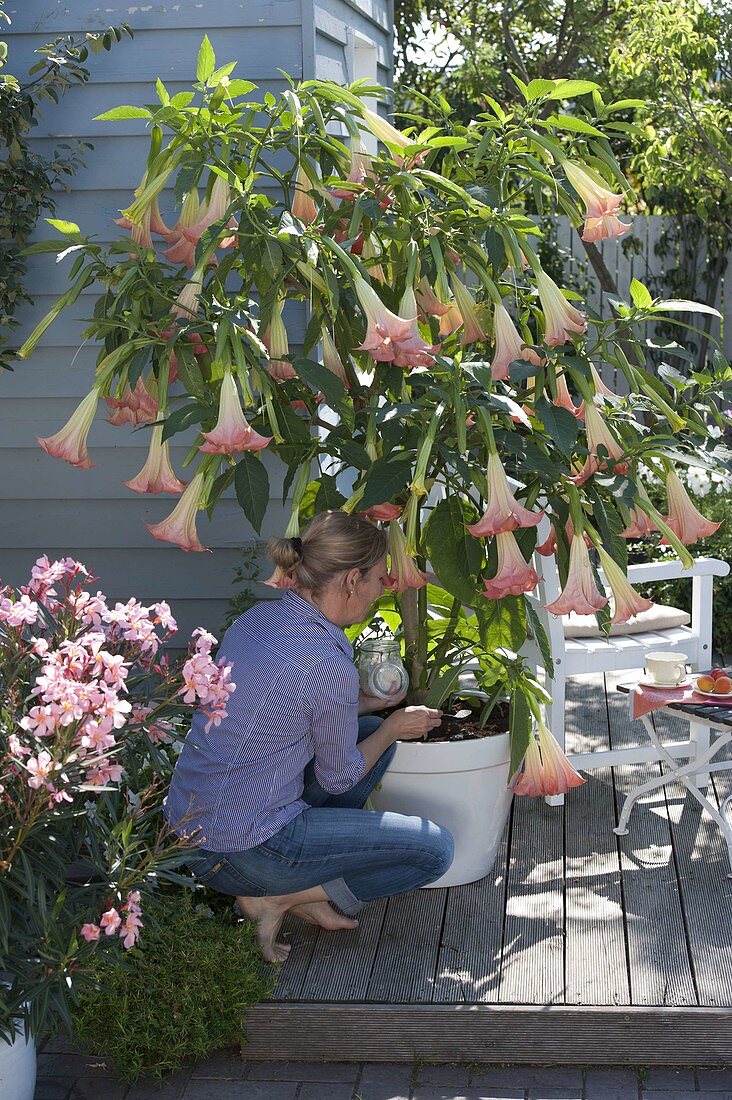 Datura 'Pink Favourite' (Angel's trumpet)