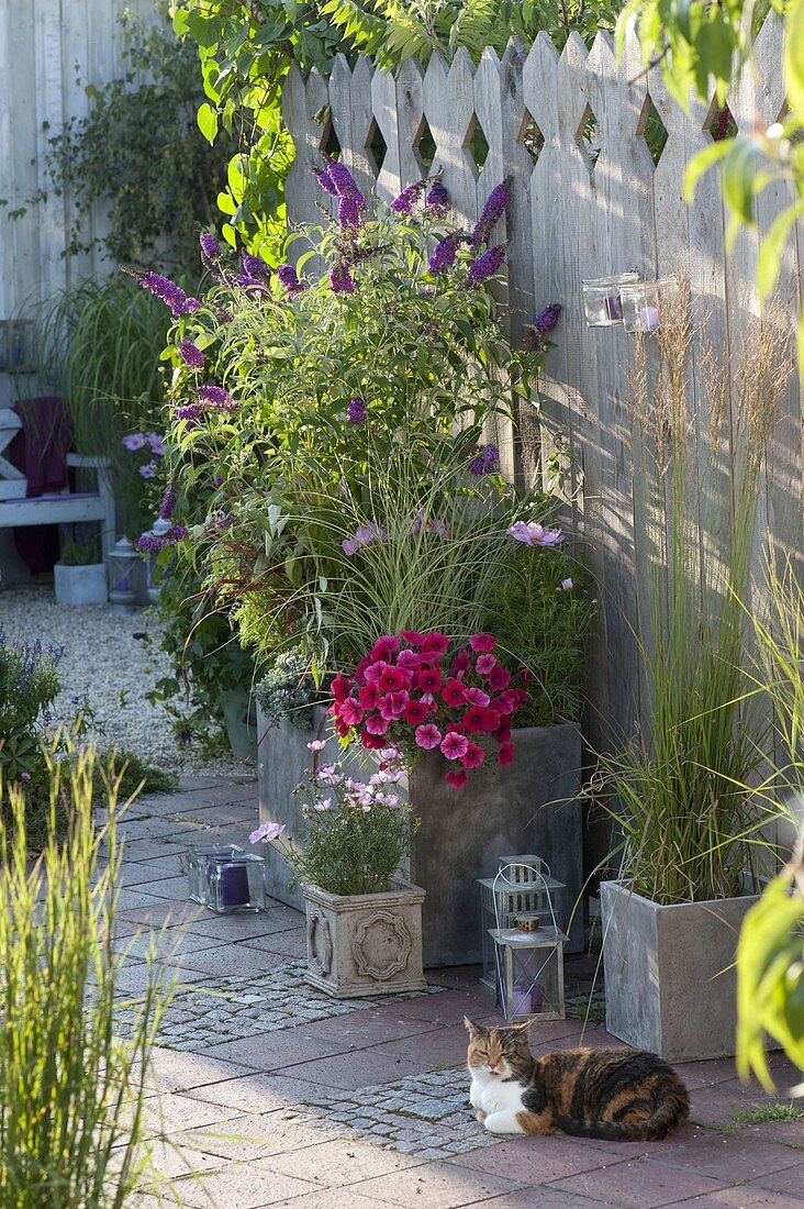 Grauer Pflanzkübel mit Buddleja (Sommerflieder), Petunia (Petunien)