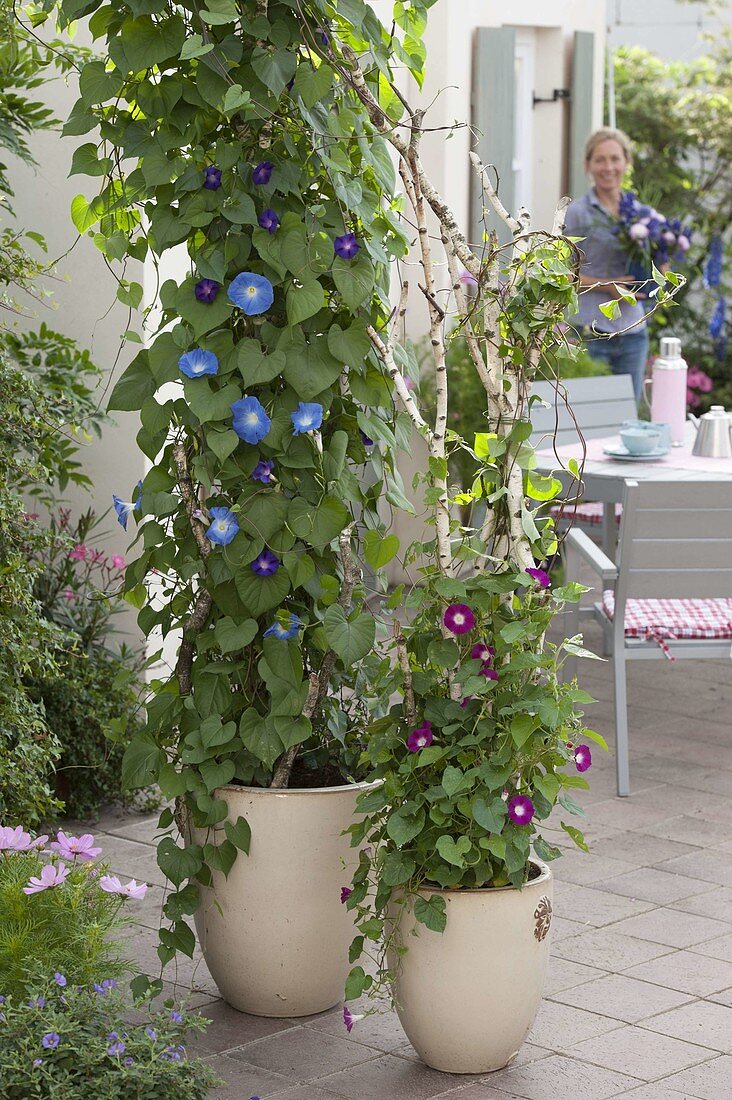 Birch trunks as climbing aid for morning glory (5/5)