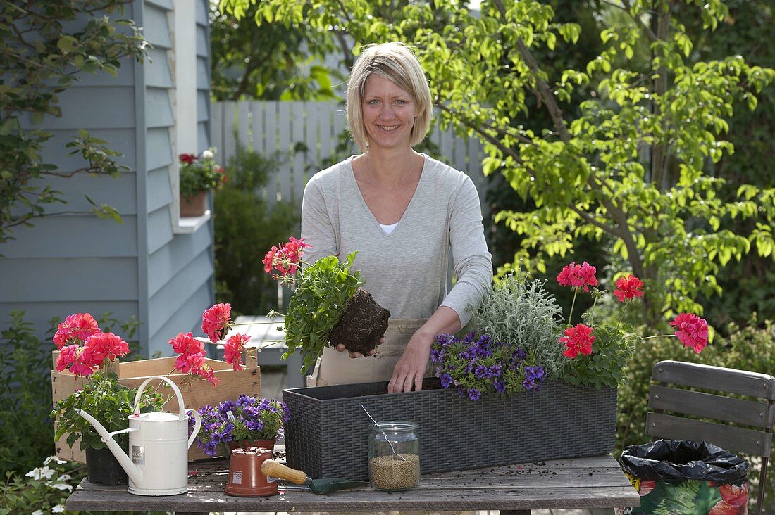 Planting the Lechuza box with red, purple and silver