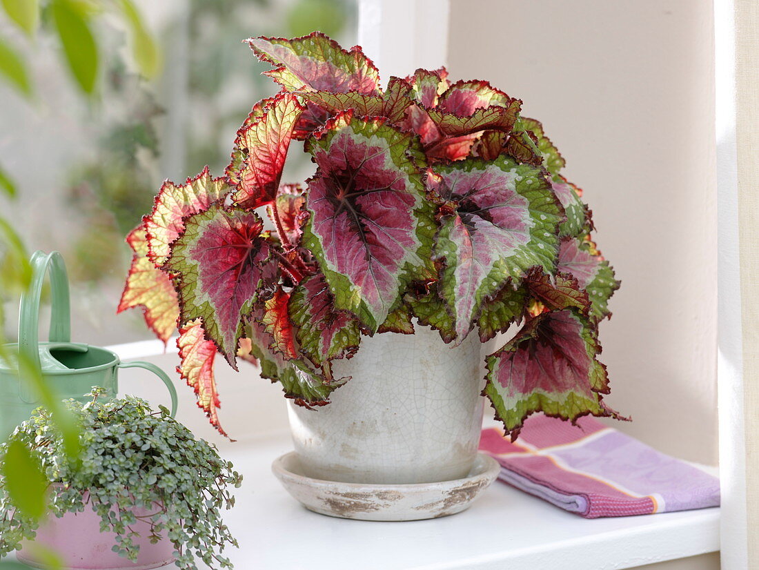 Begonia rex 'Her Majesty' (royal begonia), Pilea (cannon flower)