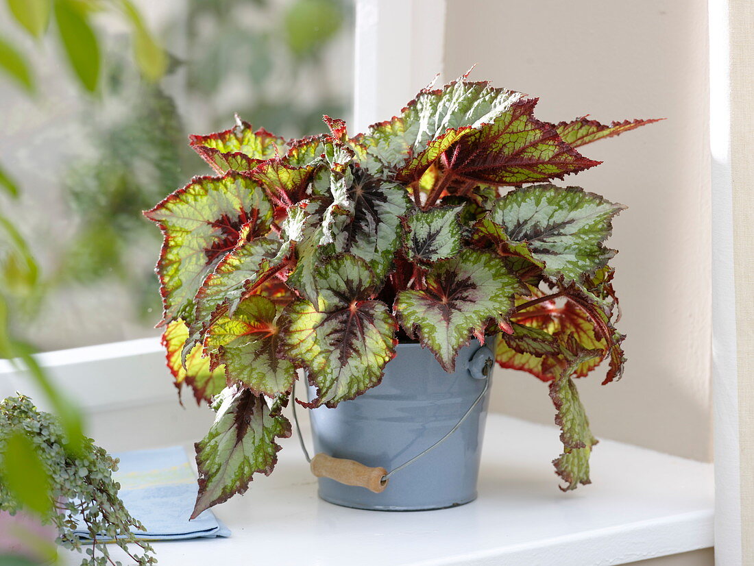 Begonia Rex 'Silver Queen' in metal bucket by the window