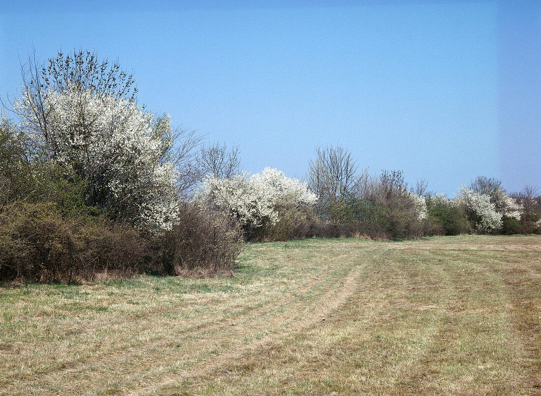 Wildsträucher-Hecke mit blühenden Schlehen (Prunus spinosa)